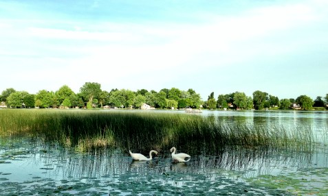 Pair of swans in spring