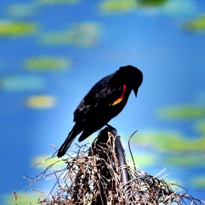 2015-06-06 04.39.02-2